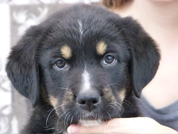 chinook puppy